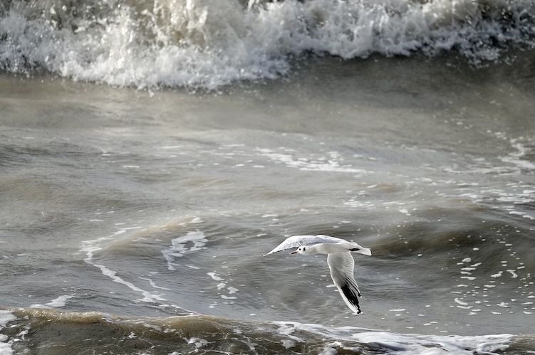 black-headed gull